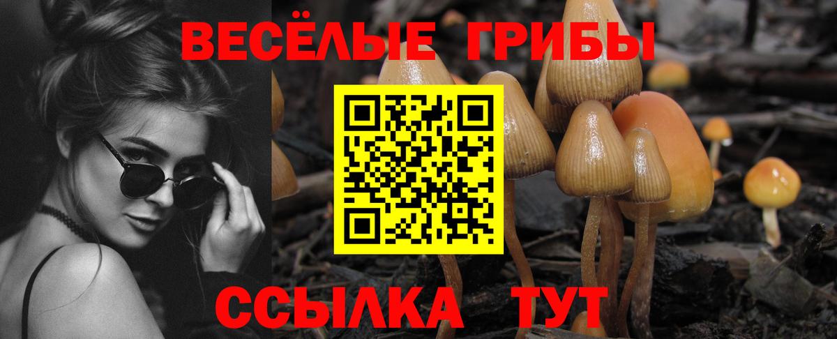 Мценск  Псилоцибиновые грибы Psilocybine cubensis  Вход с VPN 